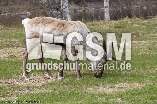 Rentier (3 von 8).jpg